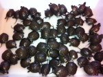 Another year and another batch of Blanding's hatchlings for our local head-start project.