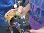 A huge hermit crab is hiding in a moon snail shell.