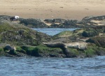 Gray seals were seen basking on the rocks during low tide.
